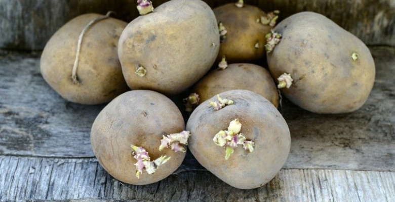 Filizlenen patatesin hasarları neler baş sızısı başladıysa… Filizlenen patatesin hasarları neler baş sızısı başladıysa…