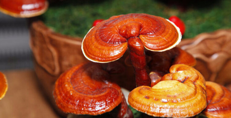 Ölümsüzlük mantarı olarak bilinen Reishi nedir? Uzakdoğu’da 4000 yıldır ne için kullanılmaktadır? Ölümsüzlük mantarı olarak bilinen Reishi nedir? Uzakdoğu’da 4000 yıldır ne için kullanılmaktadır?